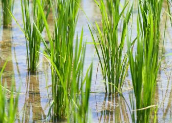 China’s Heavy Rains Pose Threat to Global Rice Market