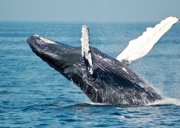 Bitcoin Whales Buy $1.34 Billion In BTC In One Day – Is Return To $70,000 Imminent?